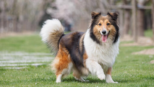 Top 5 Smartest Dog Breeds Purina Arabia